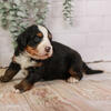 Peep - Bernese Mountain Dog Puppy Family Raised Ready in May