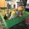 Caique Babies for sale