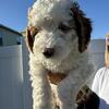 Mini Goldendoodles for sale 