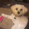 Maltipoo for stud
