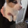 Corgi puppies for sale!!!