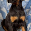 AKC Euro Doberman Puppies
