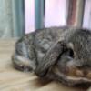 Mini Lop Doe