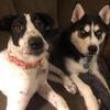 Husky and Dane
