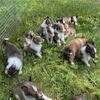 Reg. AKC Sheltie puppies.