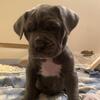 Neapolitan Mastiff puppies
