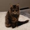 Female Maine Coon 