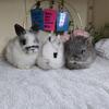 Netherland dwarf bunnies NOT SOLD OUT