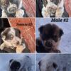 Blue Heeler mix puppies 