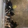 Ckc Boston terrier puppies ready now