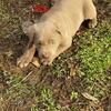 AKC  Labrador Retriever Ready January 10, 2024