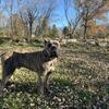 AKC cane corso stud 