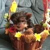 AKC Beautiful Yorkie pups born 4 -16-25