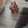 6 month old Bully male