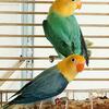 Beautiful Opaline and Other Lovebird Mutations