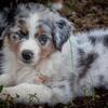 Australian Shepherd Puppies