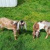 Purebred Mini Nubians