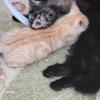 kittens, 