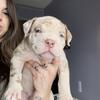 American bully puppies 