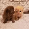 CFA Persian Kittens 