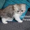 Persian Silver tabby 