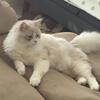Gorgeous Beige Mink Point Ragamuffin 9-Months-Old Male (Grows for 4 Years)
