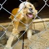 Female cocker Spaniel 