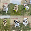 Teddy Bear puppies for sale!