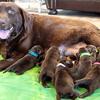 Chocolate Lab Puppies