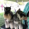 MoonShadows Miniature Schnauzers born April 24 2025  Non Available