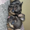 Frenchie puppy