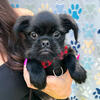 Brussels Griffon Puppies 