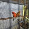 Red factor sun conure pair