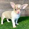 Cute Chihuahua Pups $250