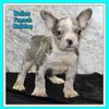 Dallas Male AKC French Bulldog