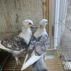 Nice saddled pigeon Available