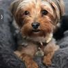 Female Purebred Yorkie
