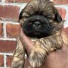 Shih Tzu Pups