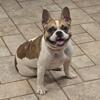 French Bulldog female
