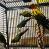 Parrots for sale