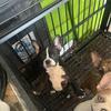 Akc French bulldog female