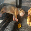 American Bully Puppies - Ready Soon - $400