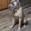 Import male Cane Corso 