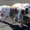 akc english bulldog puppies available