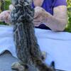 Bengal kitten  beautiful silver female, and adult brown rosetted female.
