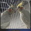 2 young Dna’d male and female emerald cockatiels