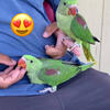 ISO ALEXANDRINE PARAKEETS PARROTS ALEXANDRINO