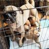 Pug mix puppies 