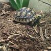 Baby leapard tortoise and red monster bearded dragon 