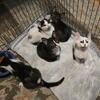 5 female kittens available